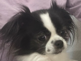Recherche mâle Chihuahua de petit gabarit pour saillie