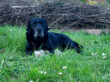 Mâle Labrador noir disponible pour saillie