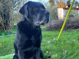 Mâle Labrador noir disponible pour saillie