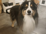 Berger Australien mâle de 4 ans à donner