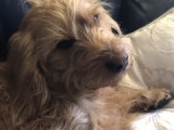 Beau mâle Basset Fauve de Bretagne croisé Teckel disponible pour saillie