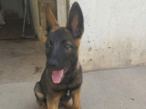 Bruno, chiot Malinois mâle de 4 mois à adopter