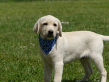 Chiot mâle Labrador sable LOF à vendre