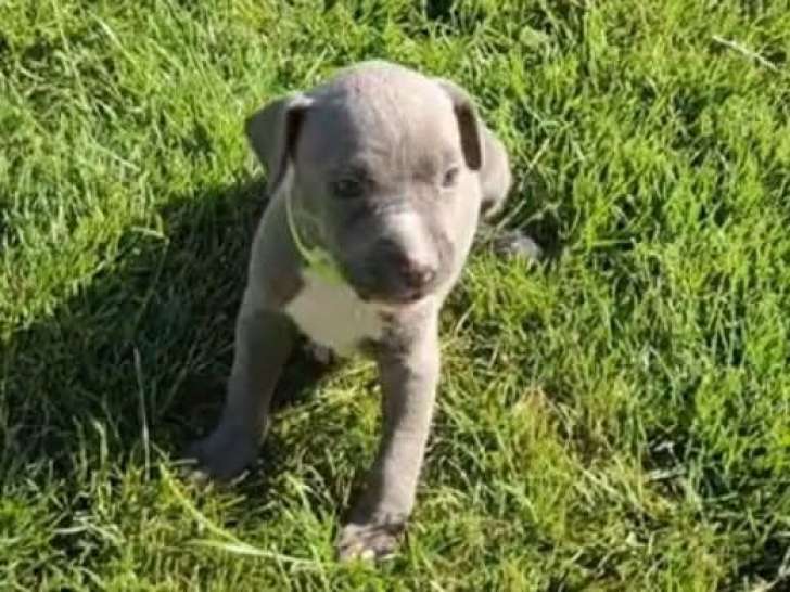 Femelle bleue 800€