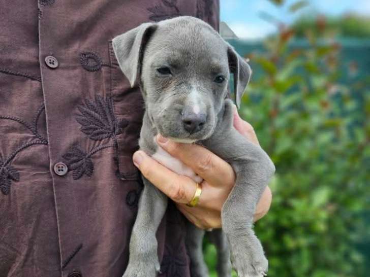 Femelle bleue 800€