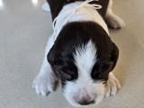 Chiots de race Springer Anglais à vendre (4 femelles & 2 mâles)