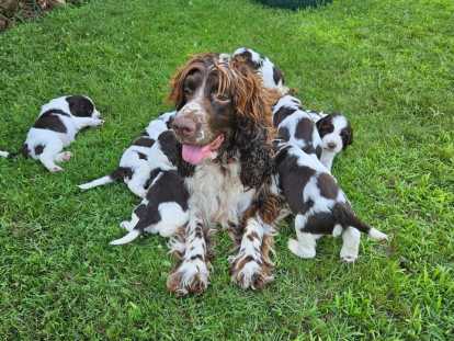 Chiots LOF English Springer Spaniel à vendre (2 femelles) de 3 mois