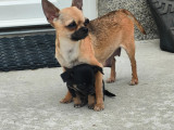 Adorables chiots Chihuahua à vendre