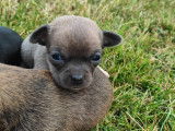 Adorables chiots Chihuahua à vendre