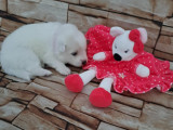 Chiots Spitz Japonais LOF à vendre
