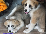 Kenzo, chiot à adopter