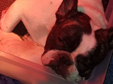 Poppins, femelle Bouledogue Français LOF à placer pour retraite