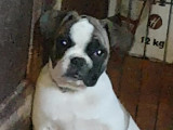 Pénélope, chienne Bouledogue Français à vendre