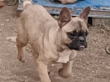 Zéphirin, jeune mâle Bouledogue Français à vendre