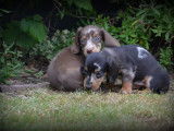 Chiots Teckel à poil court à vendre