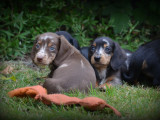 Chiots Teckel à poil court à vendre