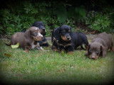 Chiots Teckel à poil court à vendre
