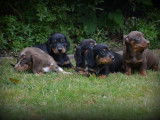 Chiots Teckel à poil court à vendre