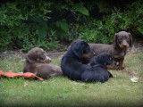 Chiots Teckel à poil court à vendre