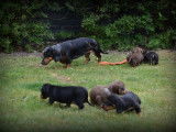 Chiots Teckel à poil court à vendre