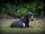 Chiots Teckel à poil court à vendre