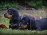 Chiots Teckel à poil court à vendre