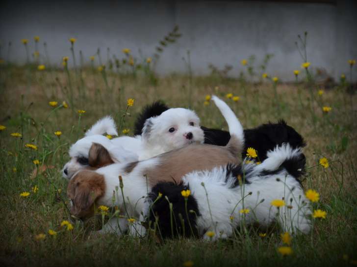 Chiots Bichon Maltais croisés Shih Tzu à vendre