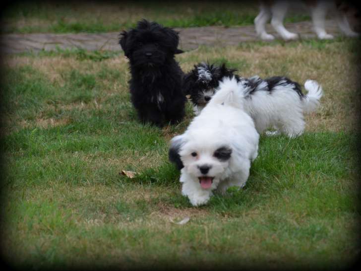 Chiots Bichon Maltais croisés Shih Tzu à vendre
