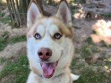 Jeune mâle Husky de Sibérie LOF à vendre
