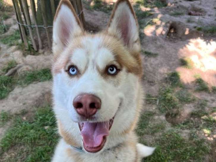 Jeune mâle Husky de Sibérie LOF à vendre