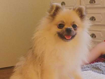 Chiot Spitz pomeranian et Shorkie