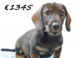 Chiots Teckel nain à poil dur à vendre