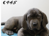 Chiots croisés American Bully XXL à vendre
