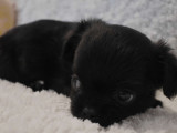 Chiots Chihuahua à réserver
