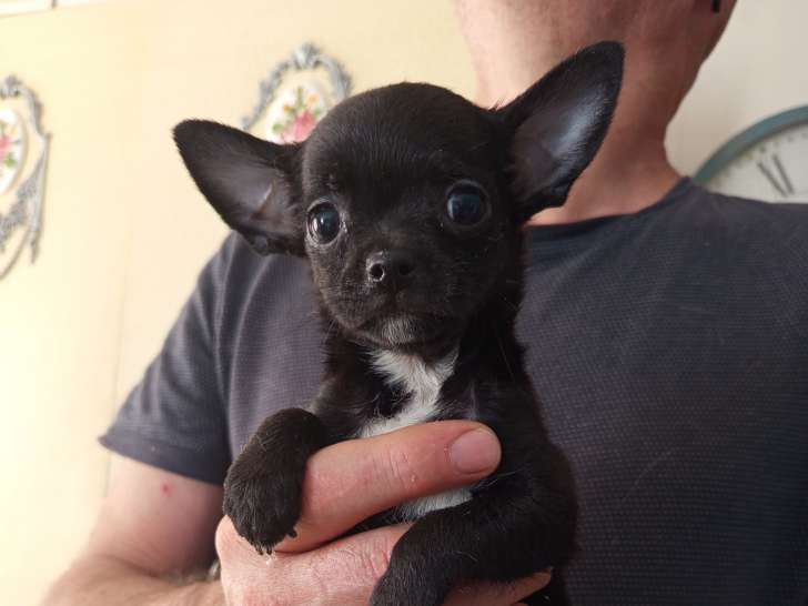 Chiots Chihuahua à réserver