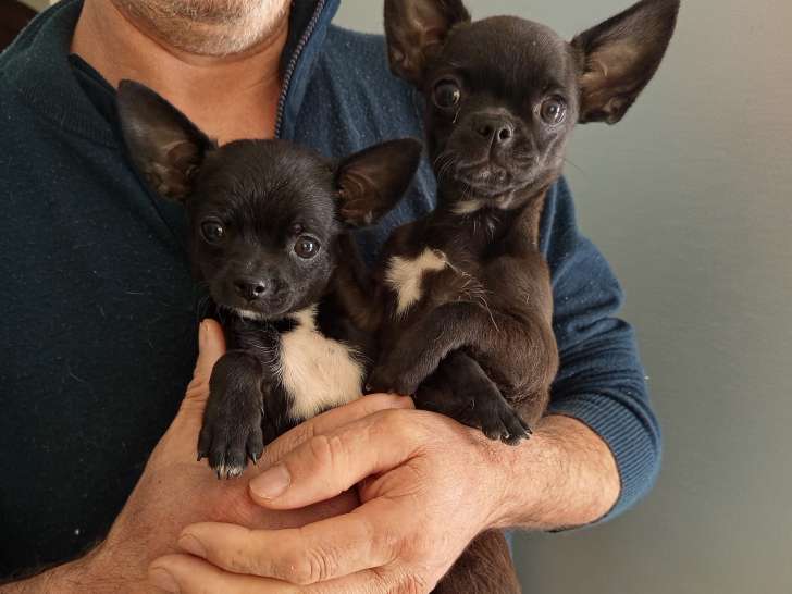 Chiots Chihuahua disponible