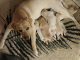 Chiots Labrador de couleur sable à vendre