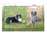 Chiots Berger Américain Miniature à naître