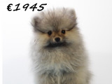 Chiots Poméranien à vendre