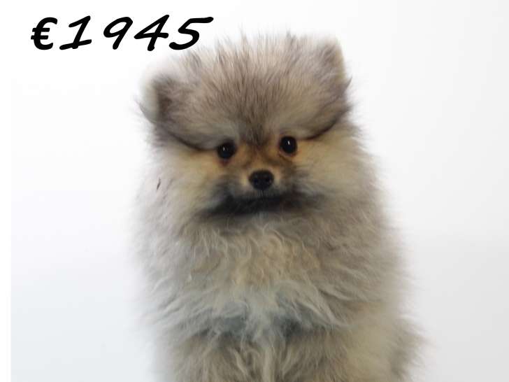 Chiots Poméranien à vendre
