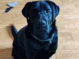 Donne Labrador de 15 mois