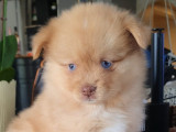Abbie, femelle de type Pomsky merle chocolat à réserver