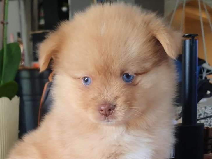 Abbie, femelle de type Pomsky merle chocolat à réserver