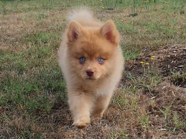 Abbie, femelle de type Pomsky merle chocolat aux yeux bleus
