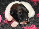 Chiots Fox Terrier à poil lisse LOF à vendre