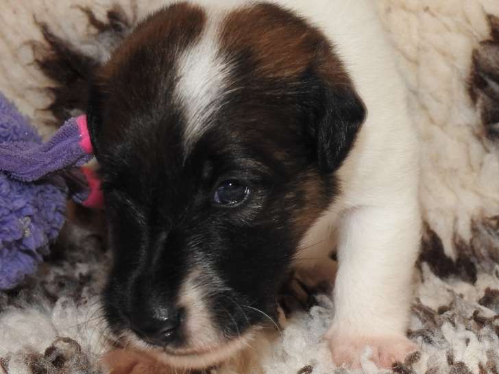 Chiots Fox Terrier à poil lisse LOF à vendre