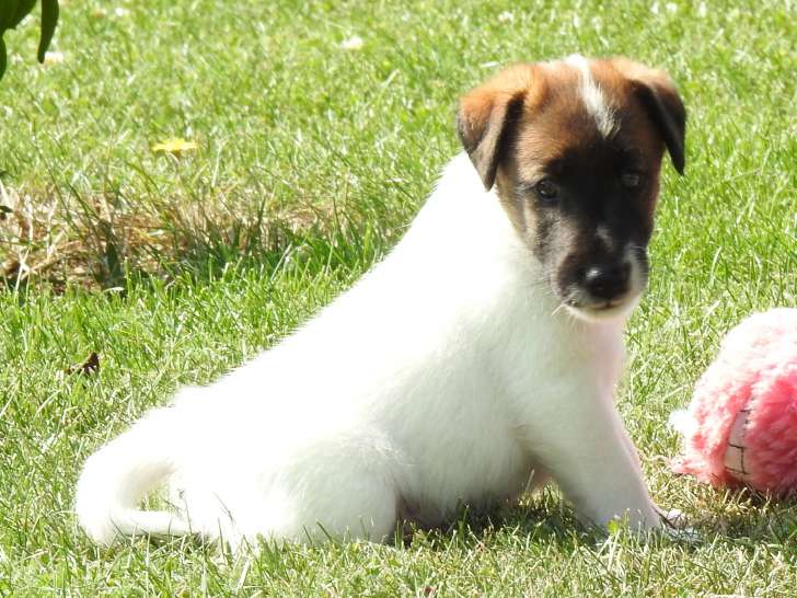 Chiots Fox Terrier à poil lisse LOF à vendre