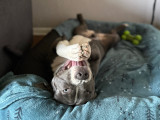 Chiot mâle American Bully à vendre