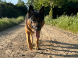 Mâle Berger Allemand disponible pour saillie