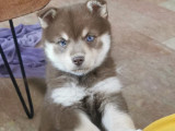Chiot femelle Pomsky à vendre